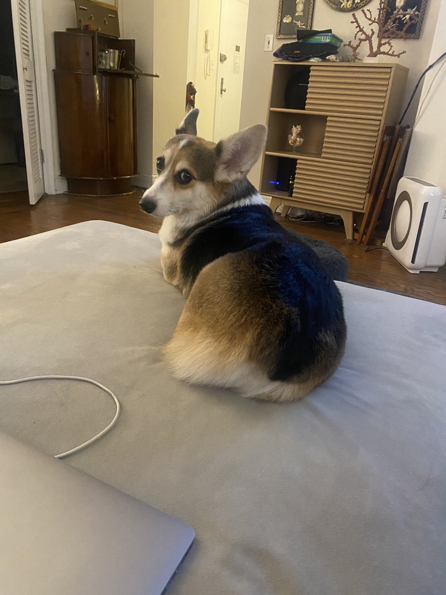 Abe Greenwald tweet media