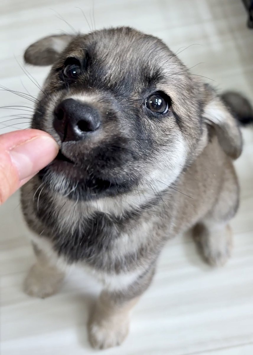 野良犬ふれあい広場 tweet media
