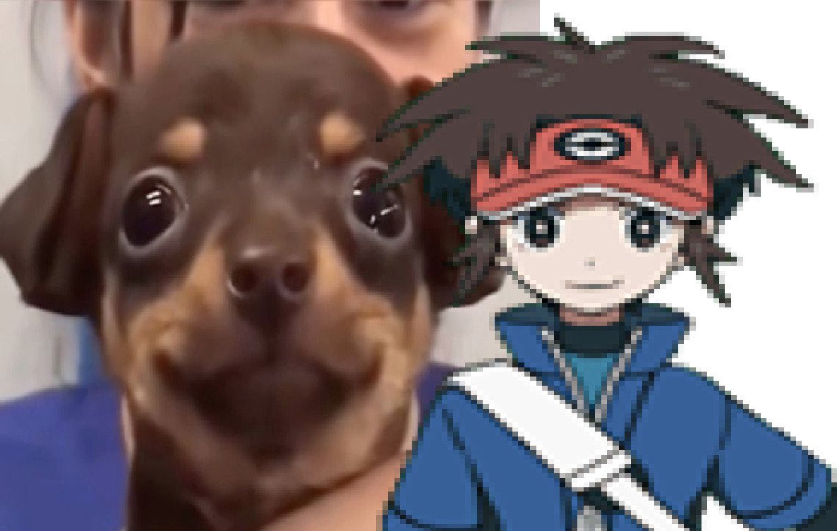 woke dog tweet media