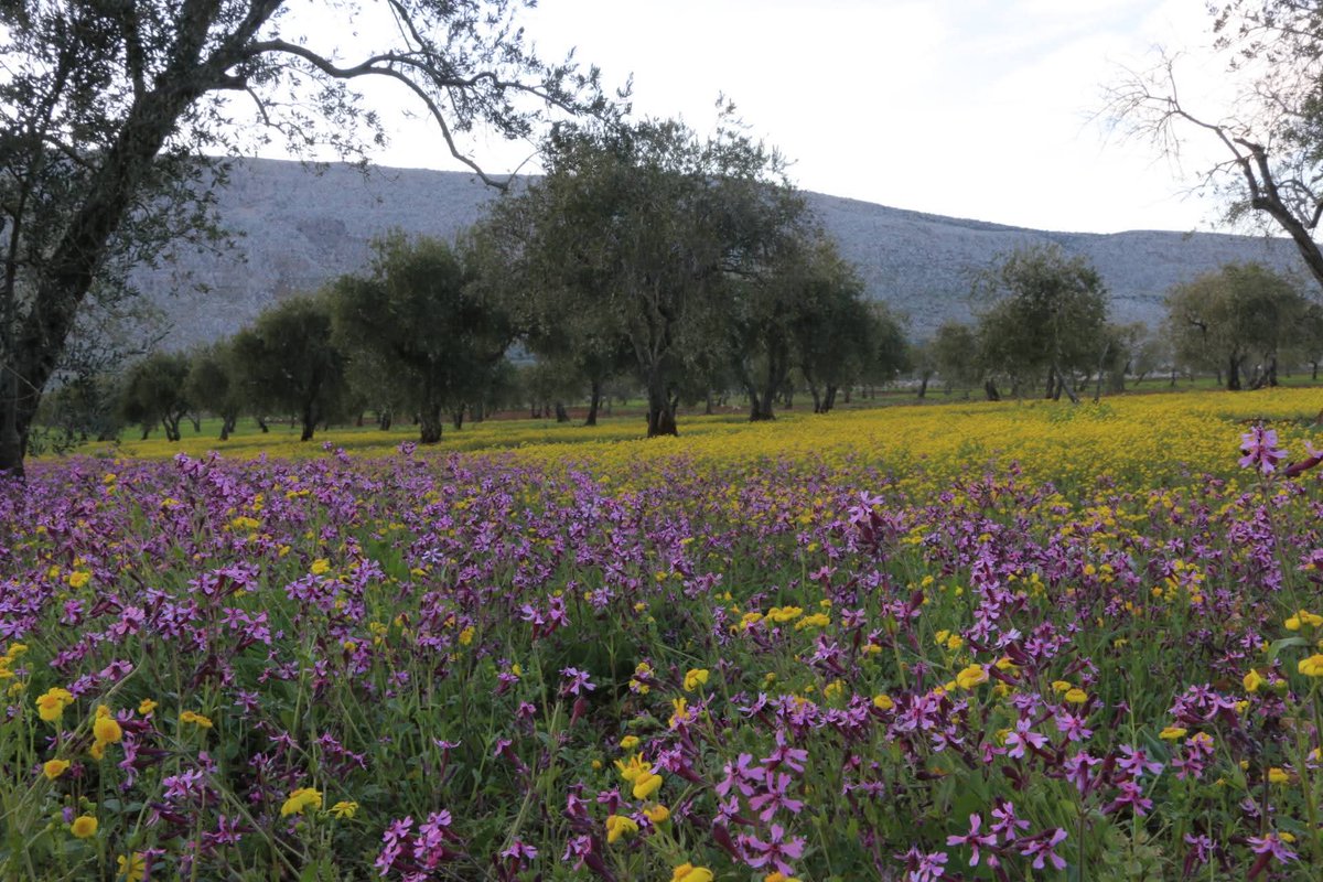 🇸🇩| ـان𓂆بيلسـ tweet media