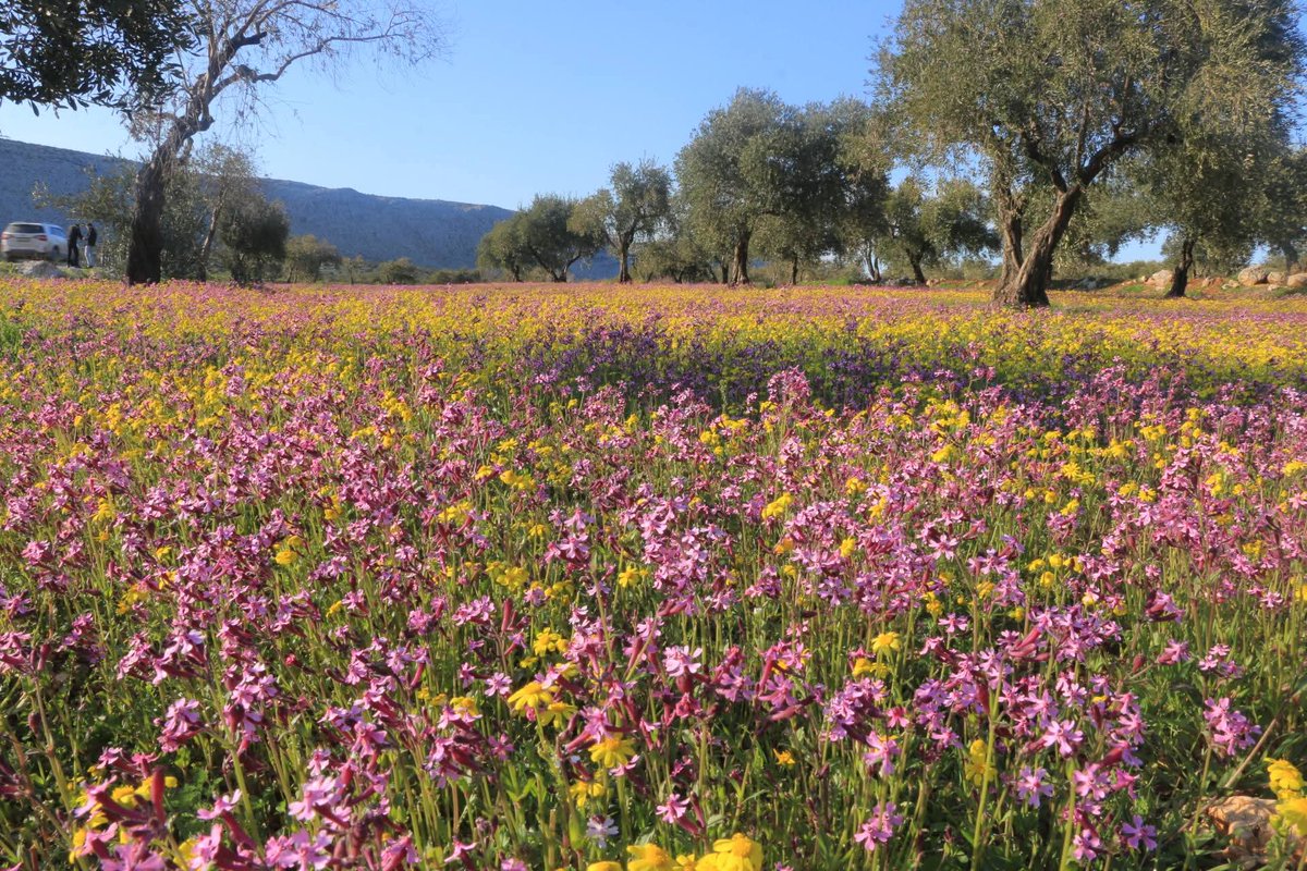 🇸🇩| ـان𓂆بيلسـ tweet media