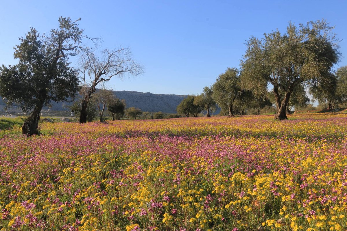 🇸🇩| ـان𓂆بيلسـ tweet media