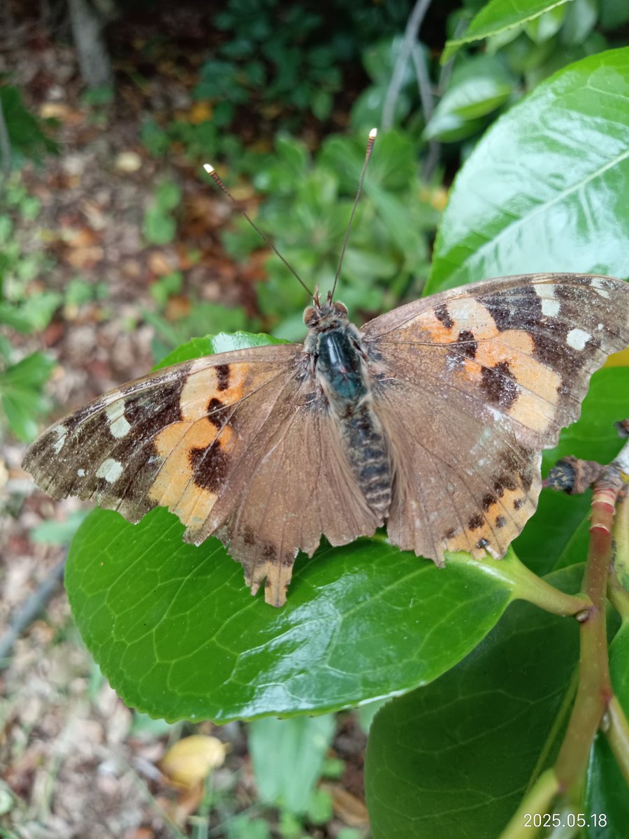 atelier₋graeca tweet media