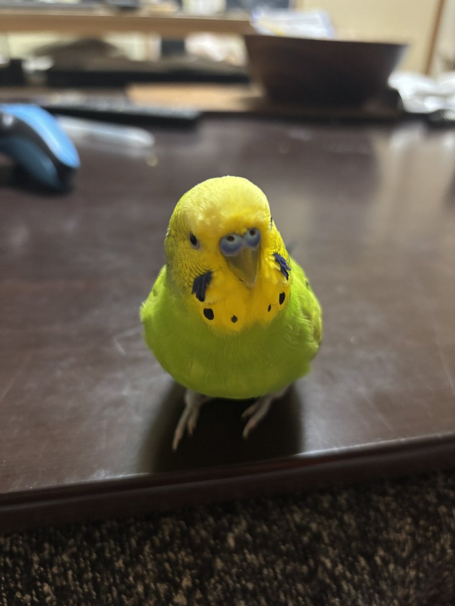 かわいい太 tweet media