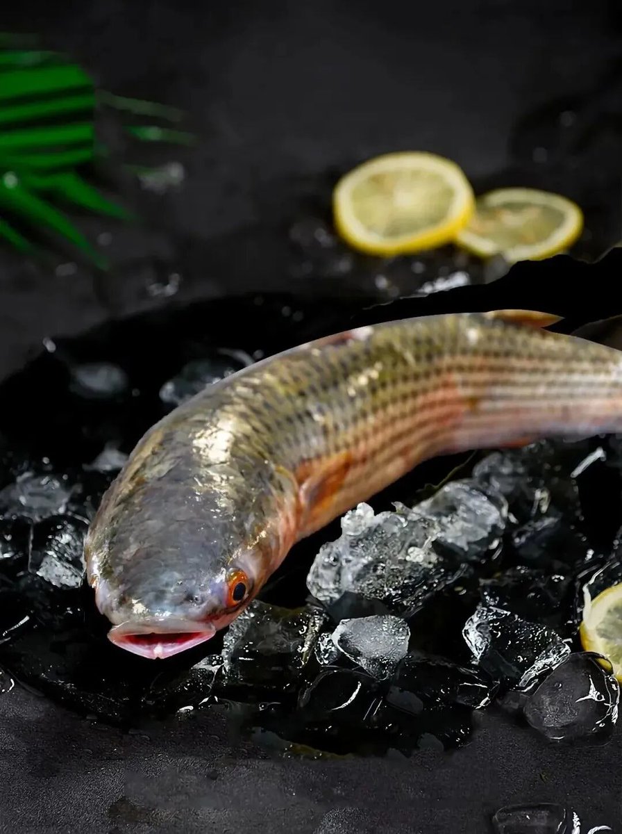 Longkouyujia's tweet image. For #Yantai locals, eat seasonally is important. What is so fresh about this spring-exclusive #delicacy? How should it be eaten? Where should you eat it? Come to Yantai and unlock the springtime surprises for your #taste buds.