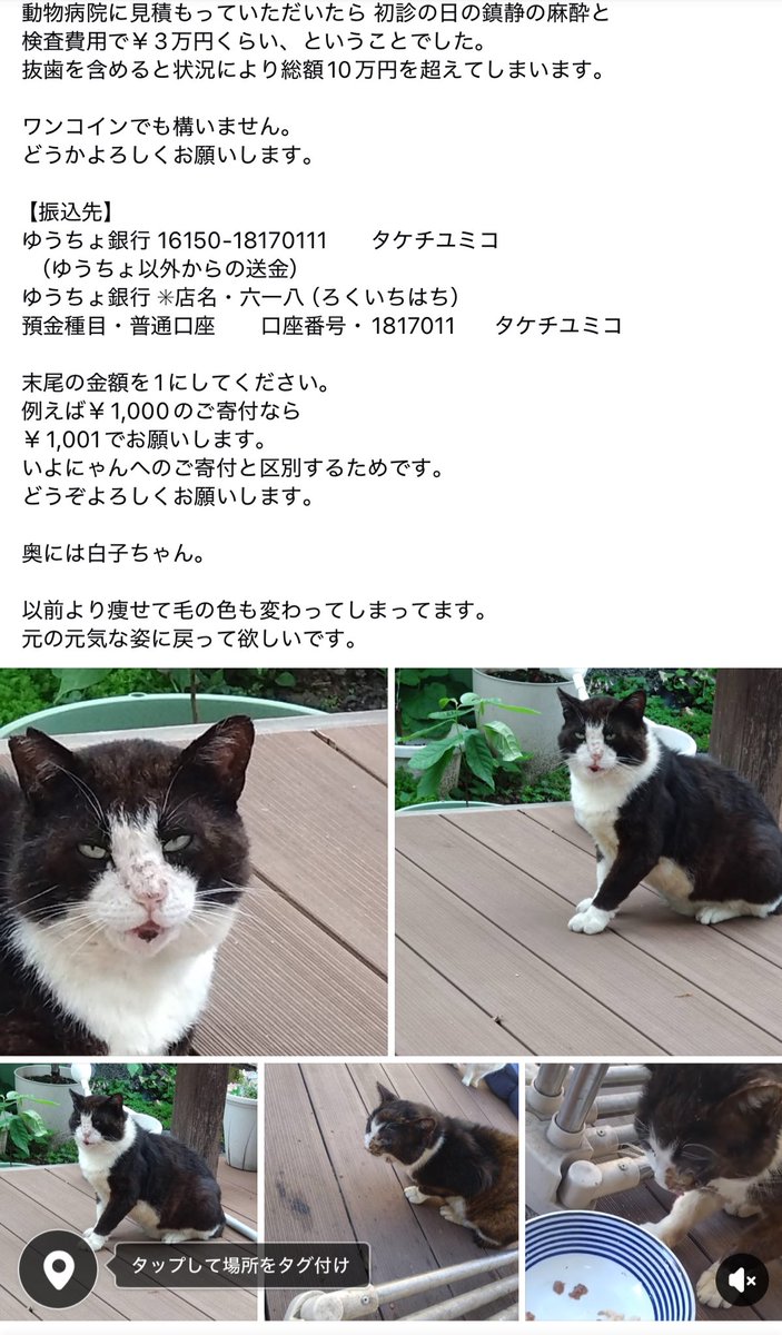 いよにゃん🍊ゆみこ おかーさん tweet media