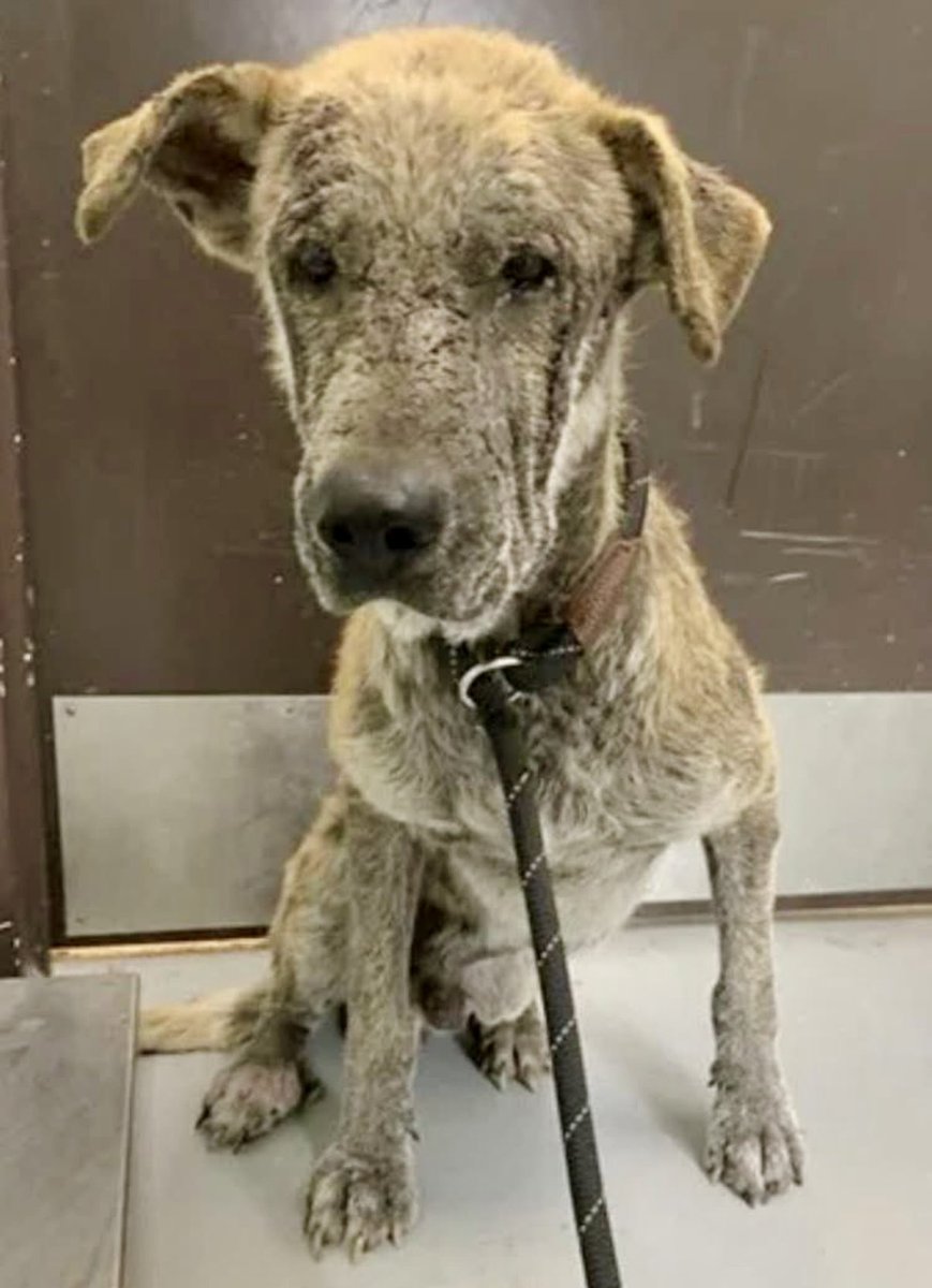 Pamela Roth tweet media