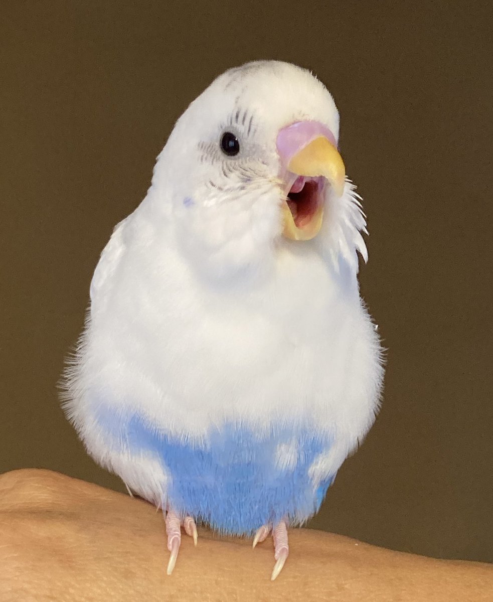 セキセイとやまだ tweet media