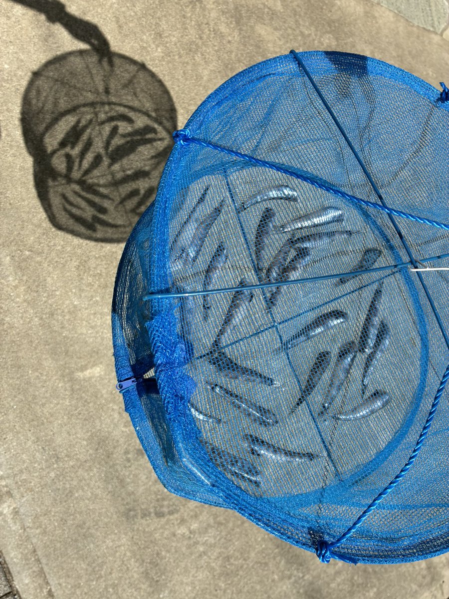 ごんた tweet media