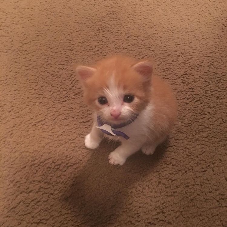 Punch Cat tweet media