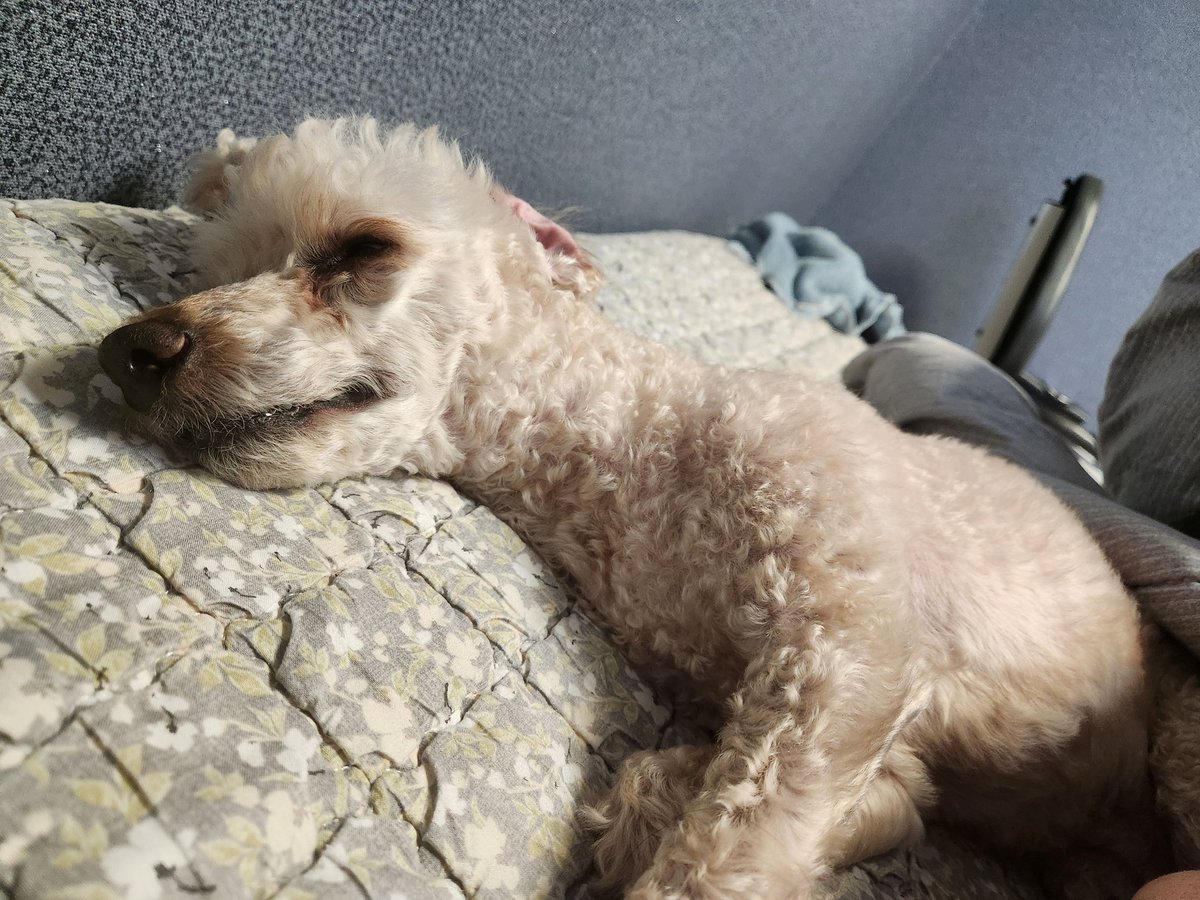 마일라 tweet media