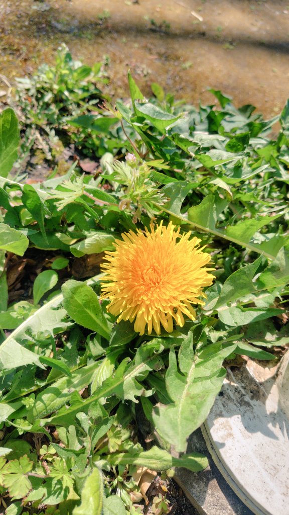 溝口小百合☀️元気MAX☀️ tweet media