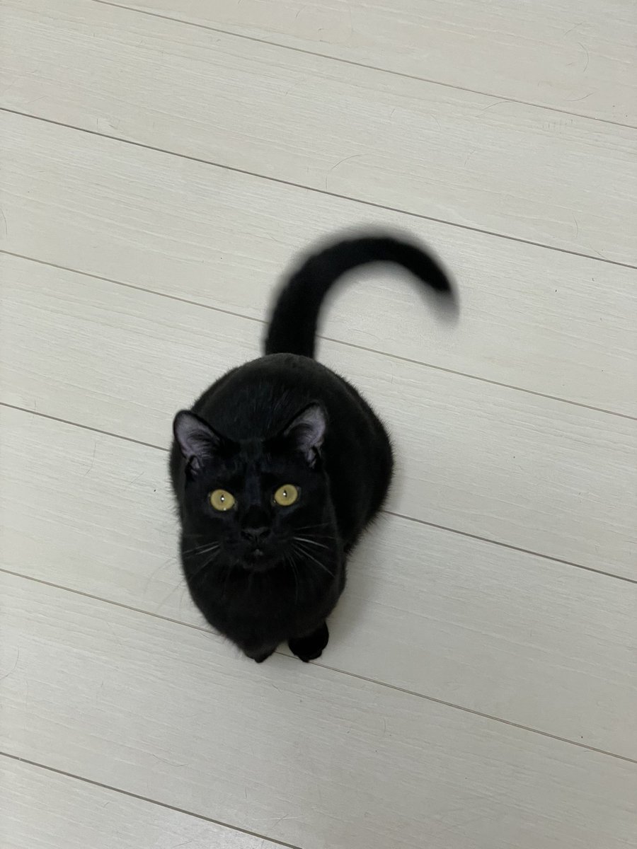 鯖の味噌煮。 tweet media