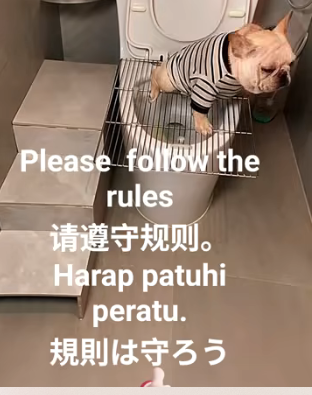 nyancorepon's tweet image. YouTubeのひとつ前の投稿の　タイトルNot free　は　1日で1.5万回以上再生。
　世界は広いな　大きいな
さて下記も　調子にのれるといいのですが・・？
　タイトルは　もっと怖い人が来る？
youtube.com/shorts/fNWaDrQ…
　＃読書 ＃animals ＃pets #lifehacks