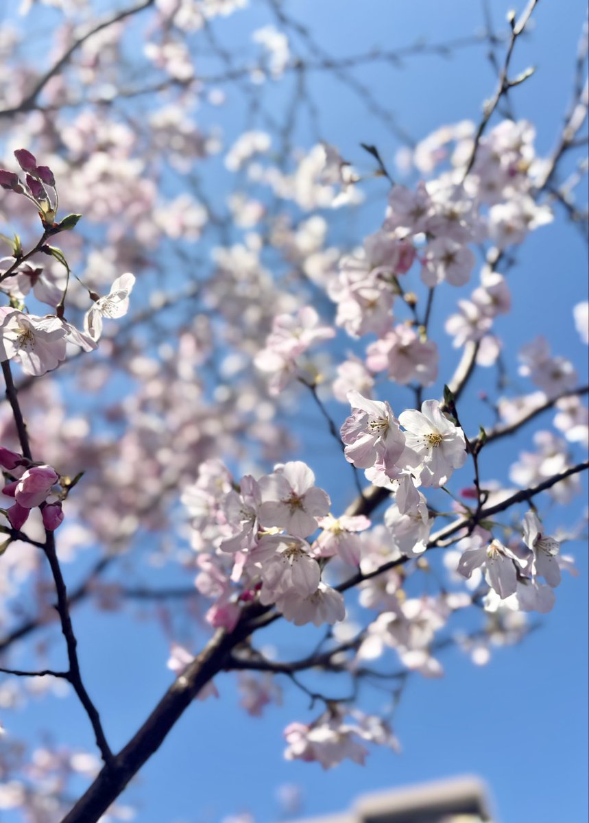 九重ツクモ@1/5発売！「拝啓、婚約者様。私は怪物辺境伯と仲良くやっていくので貴方はもういりません」 tweet media