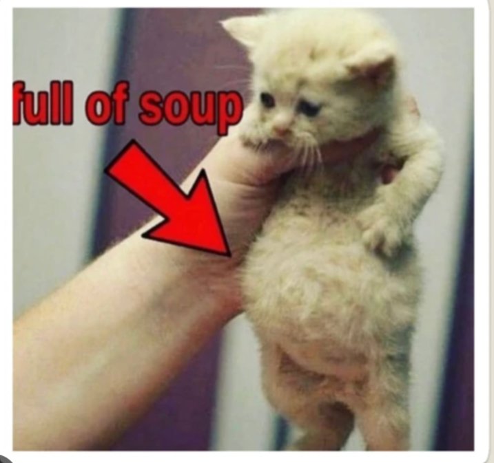 yoshi🐈💕♍ tweet media