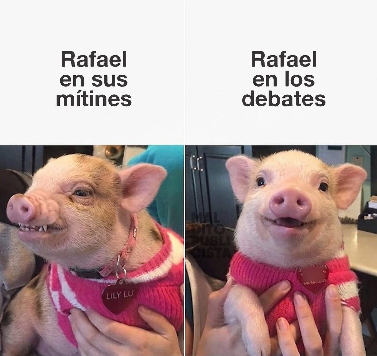 MalditoPublicista tweet media