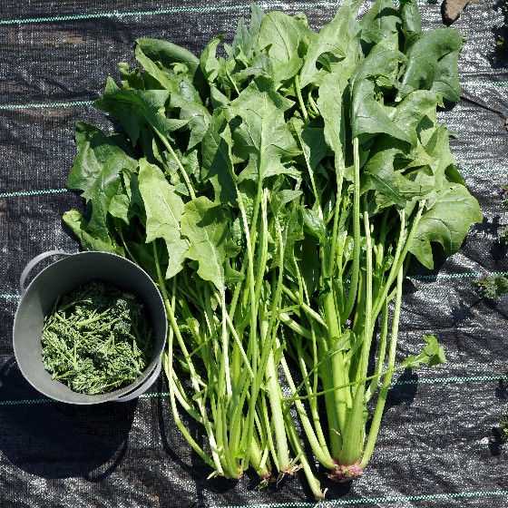 森下一仁 『エルギスキへの旅』（プターク書房）発売中 tweet media