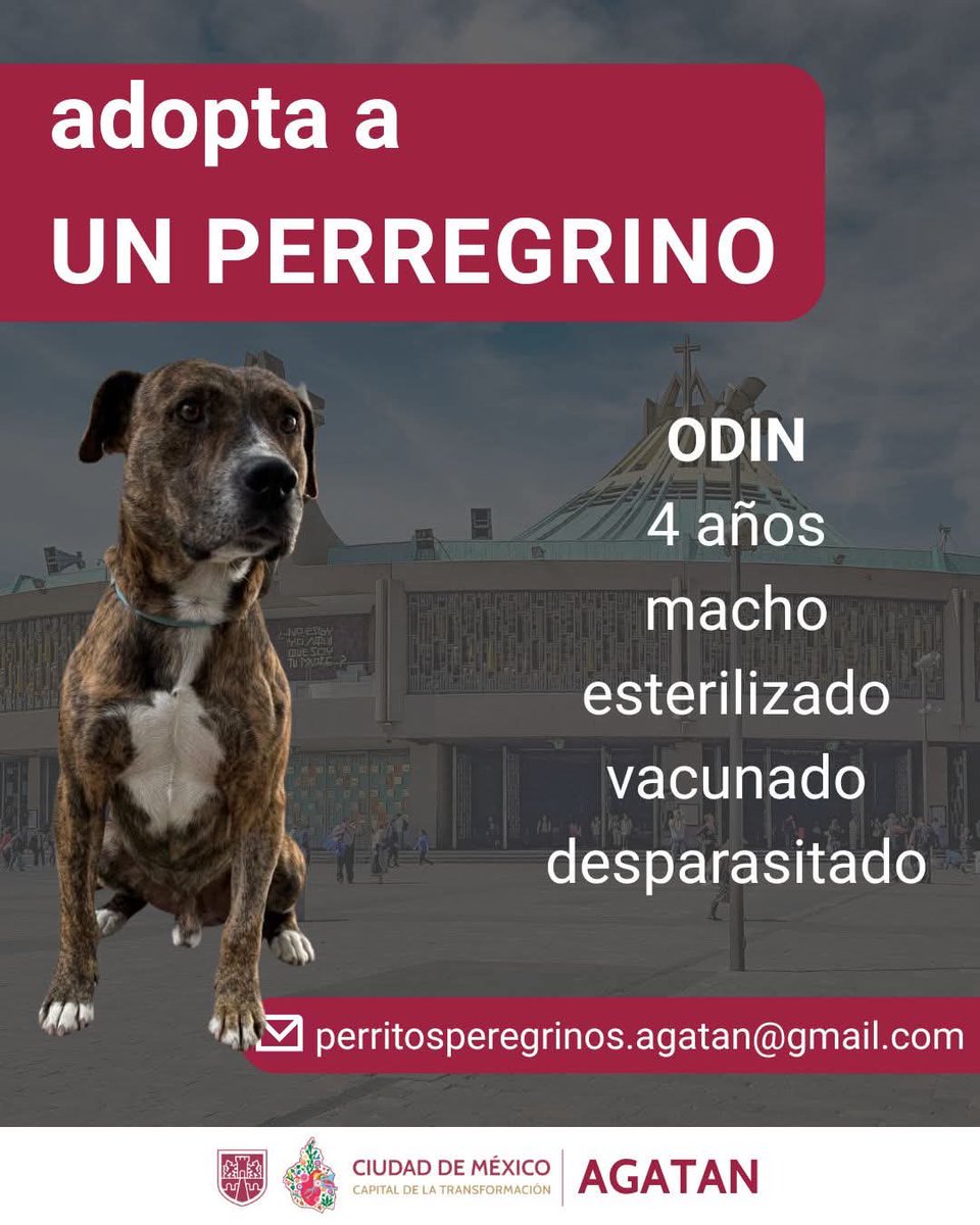 Agencia de Atención Animal tweet media