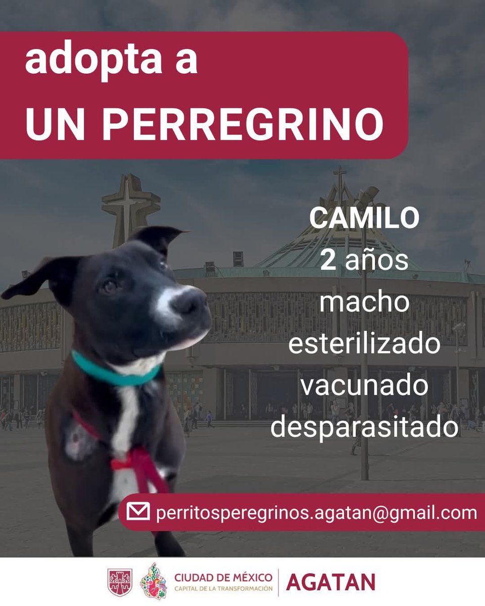 Agencia de Atención Animal tweet media