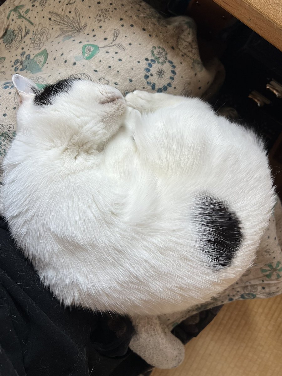 波津彬子 tweet media