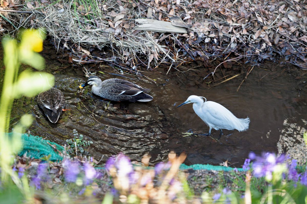 隼人介 tweet media