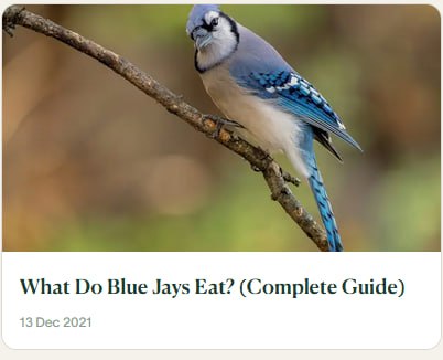 Milo T. Bird 🐦🌴 🌙 tweet media