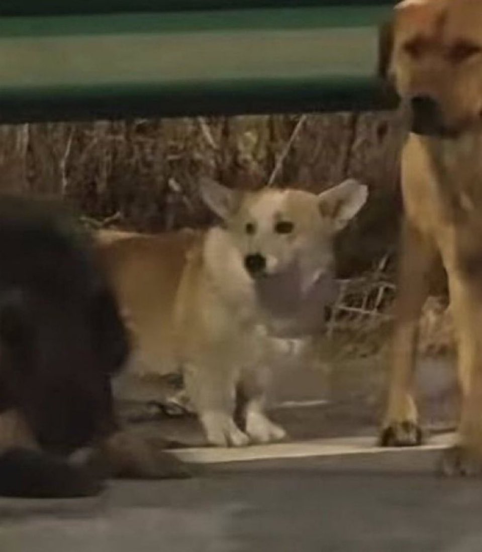 Mark Lewis, MD, FASCO tweet media