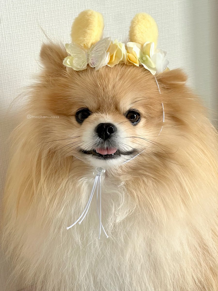 もちゃん🐶🍮ポメラニアン tweet media