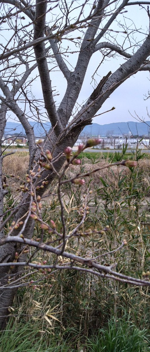 IF-彬音 tweet media