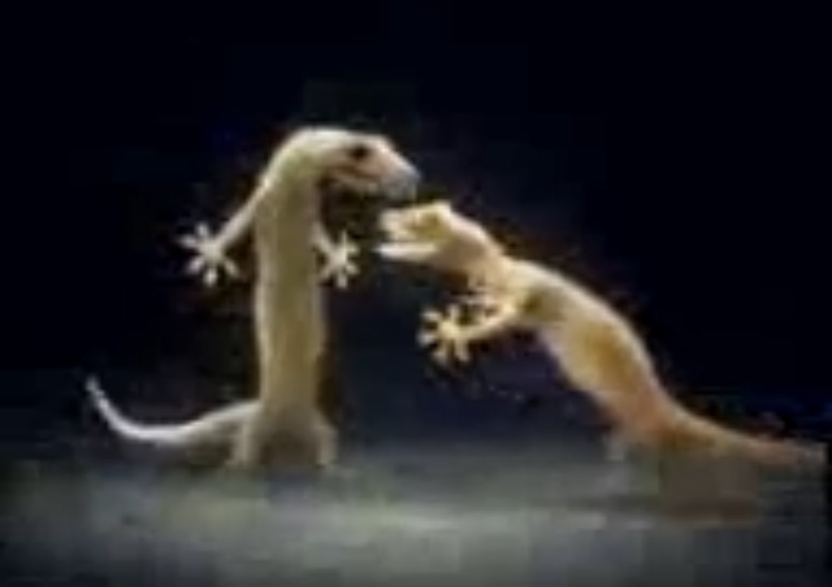 3z | صقر tweet media