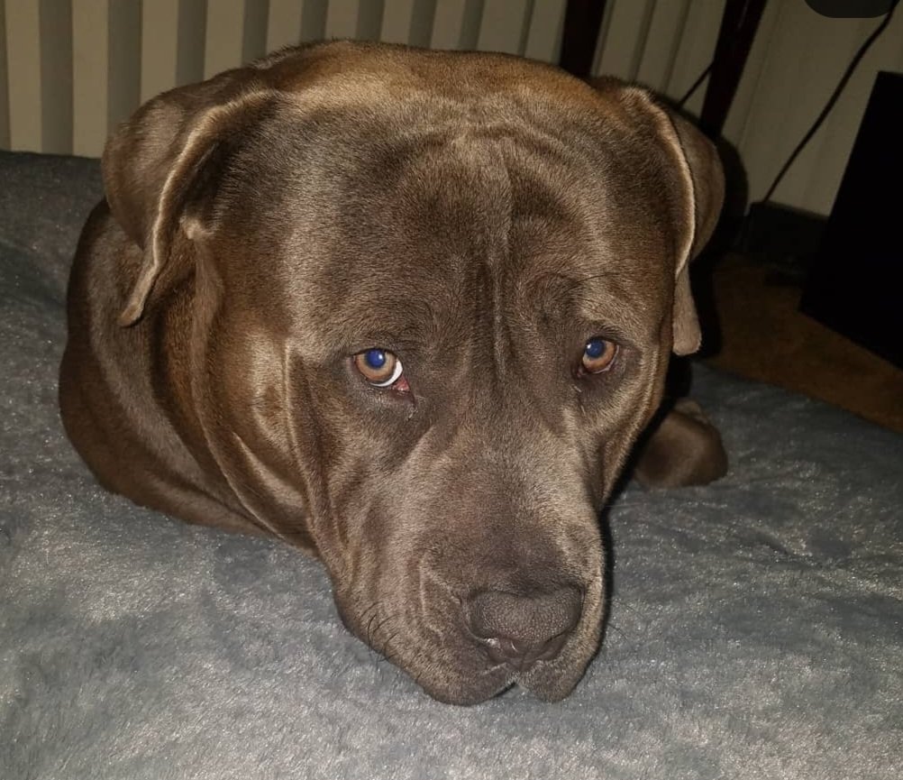 BigHeartBaloo tweet media