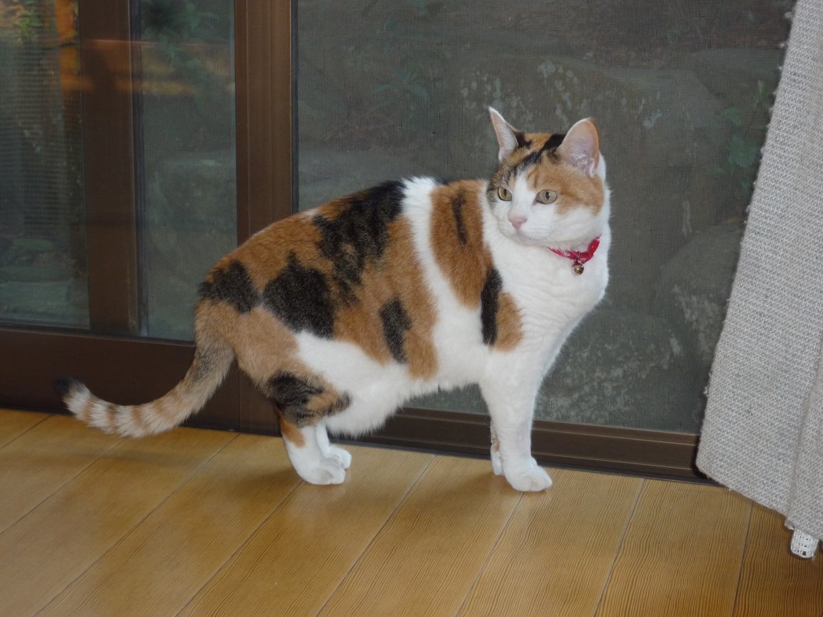 化野　雫 tweet media