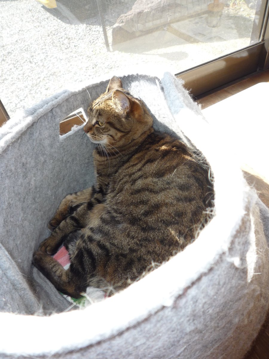 化野　雫 tweet media