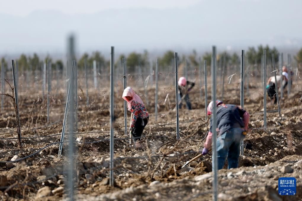 yuxiaoyu1757550's tweet image. 贺兰山下酿酒葡萄展藤，宁夏产区迎来春季生产关键期
Vine sprouting at Helan Mountain marks Ningxia's key spring production phase. #Sprouting