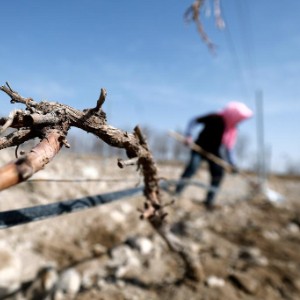 yuxiaoyu1757550's tweet image. 贺兰山下酿酒葡萄展藤，宁夏产区迎来春季生产关键期
Vine sprouting at Helan Mountain marks Ningxia's key spring production phase. #Sprouting