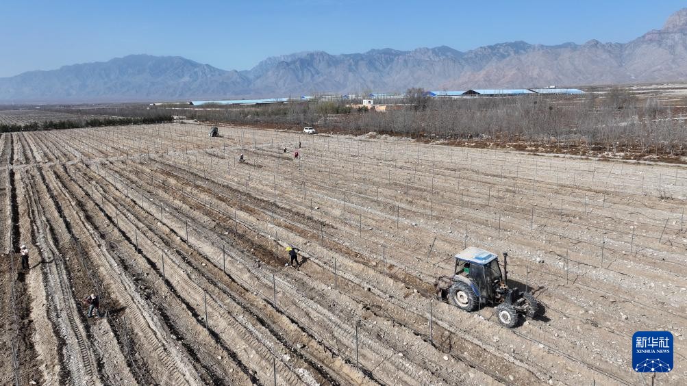 yuxiaoyu1757550's tweet image. 贺兰山下酿酒葡萄展藤，宁夏产区迎来春季生产关键期
Vine sprouting at Helan Mountain marks Ningxia's key spring production phase. #Sprouting