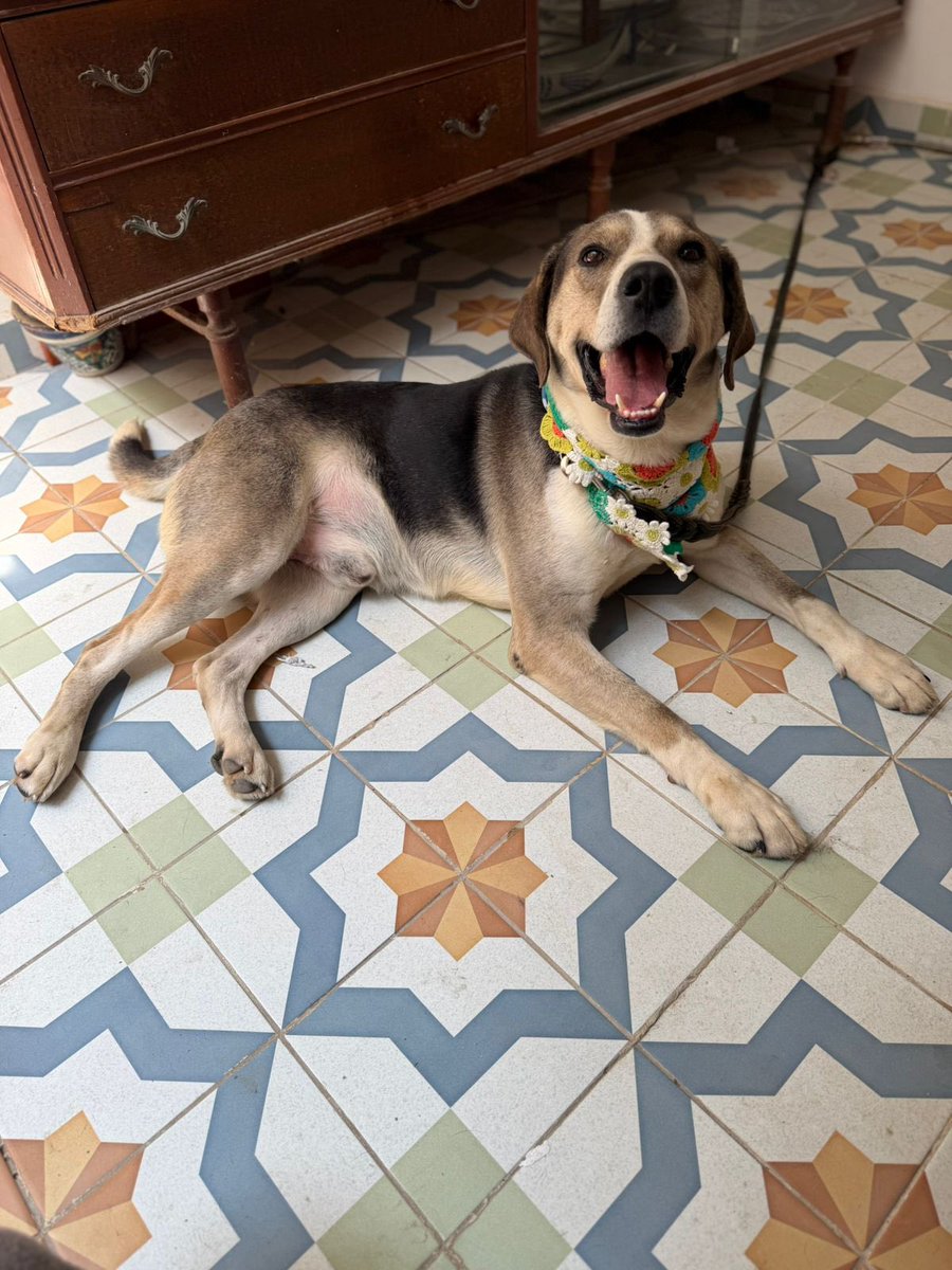 𝙷𝚎𝚕𝚊 𝙼𝚘𝚛𝚎 🐶 tweet media