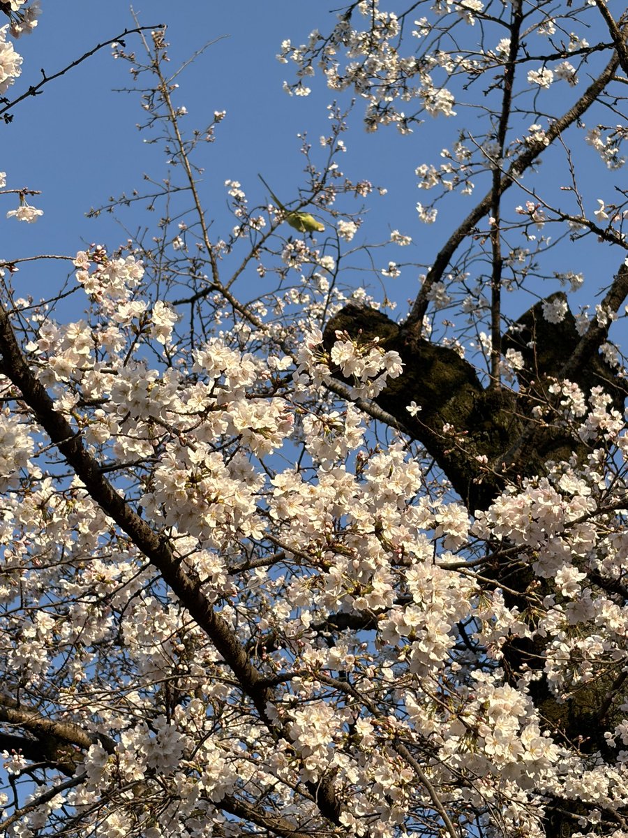 久保田 涼子 tweet media