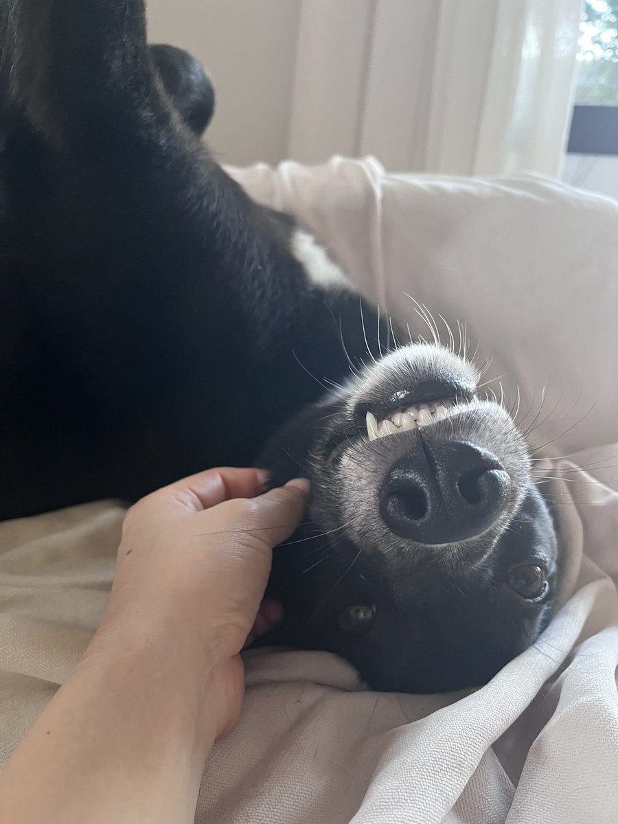 白と黒のいぬ tweet media