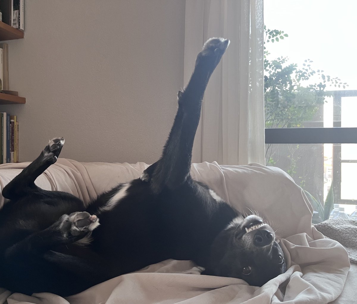 白と黒のいぬ tweet media