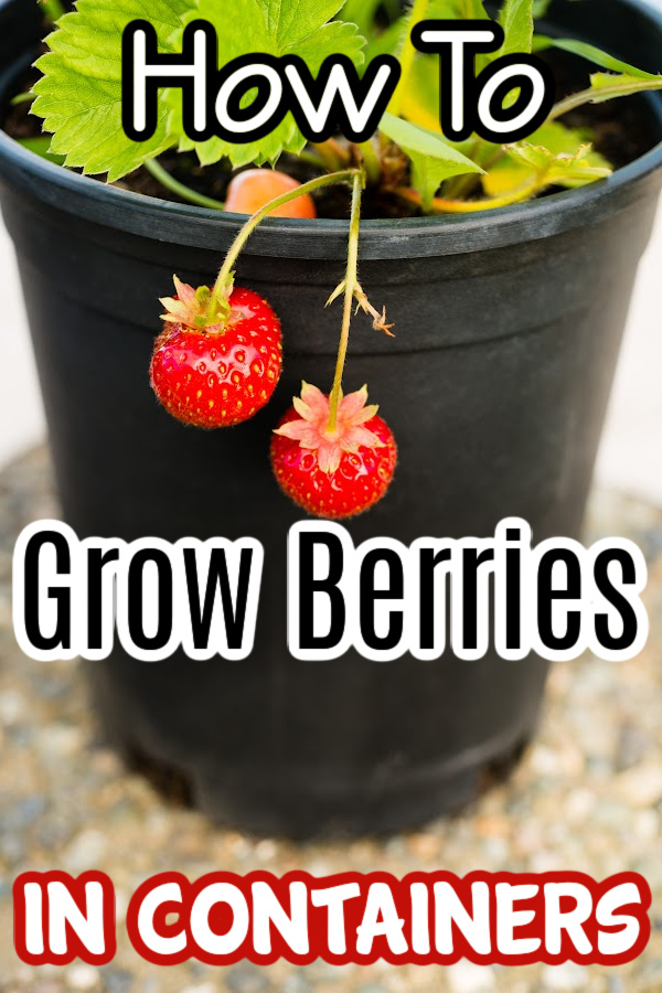 Dian_Farmer_'s tweet photo. How to Grow Berries in Containers

https://t.co/GK8GUuTCTy
#gardensofinstagram #mygarden #organic #veggiegarden https://t.co/2YbDi9xHho
