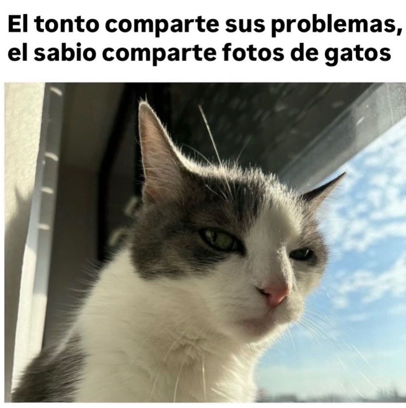MundoDeBigotes's tweet photo. https://t.co/KTvb4uvMhF