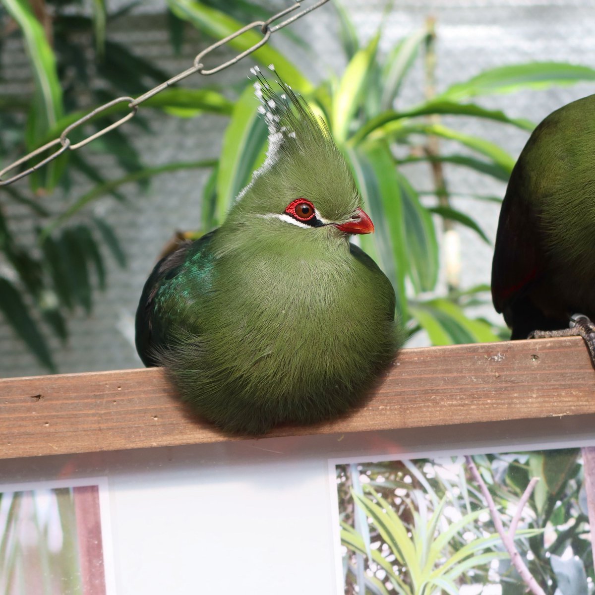 松江フォーゲルパーク tweet media