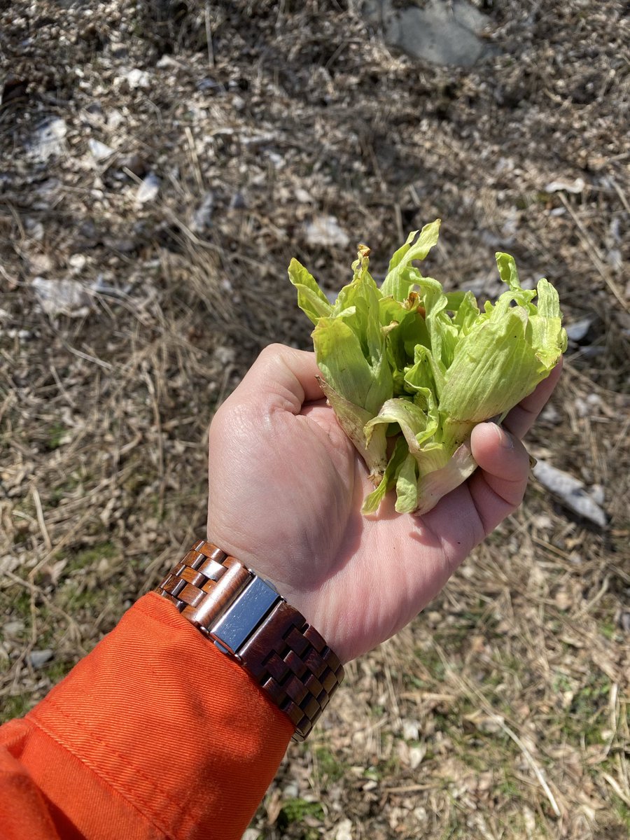 むつごろー tweet media