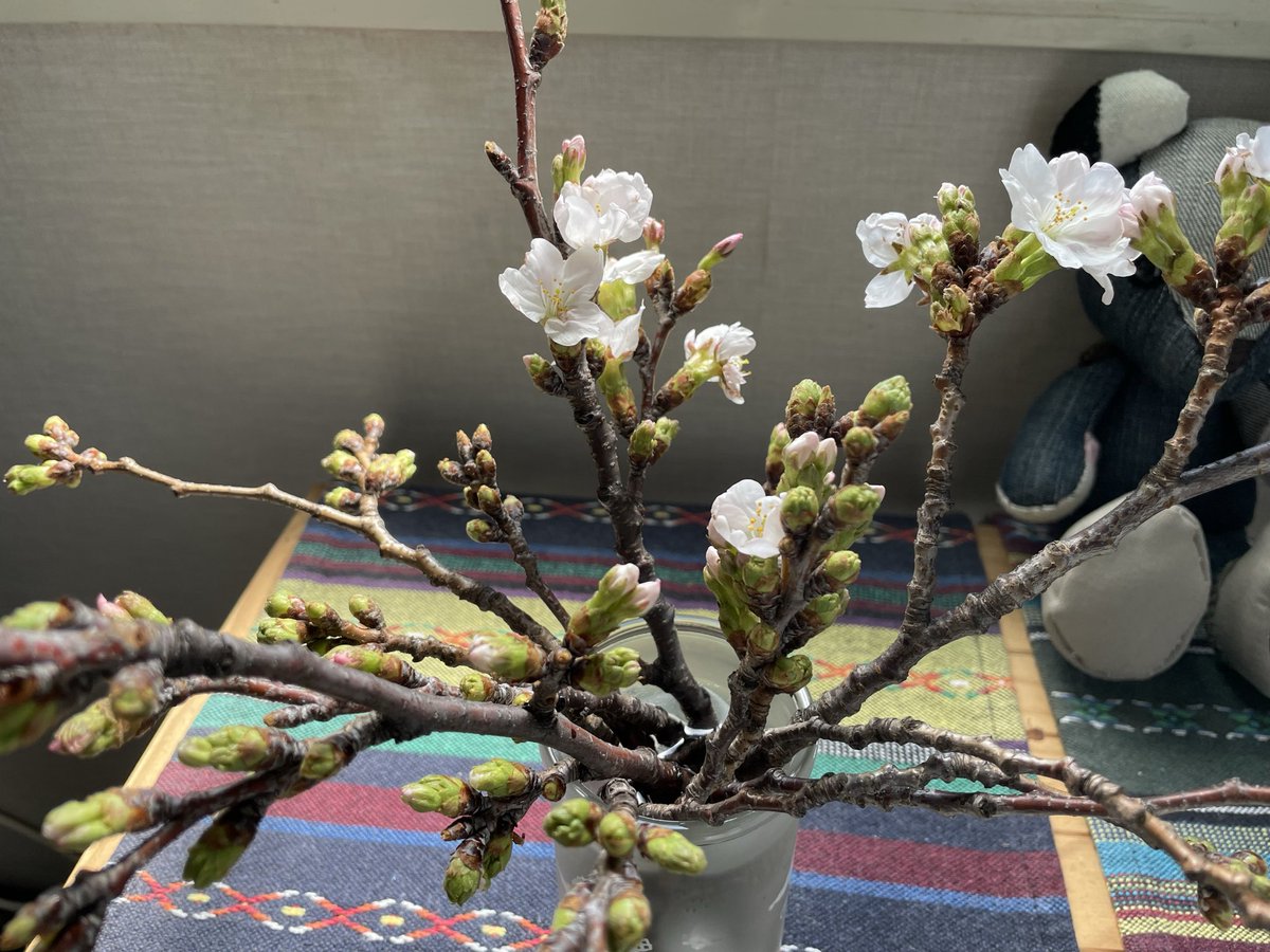 お散歩途中の保育園に『どうぞ』とたくさんの桜の切り枝があったので、小さい物をいただいて帰りました♪
蕾だった花もこの温かさで開き始めたよ✨