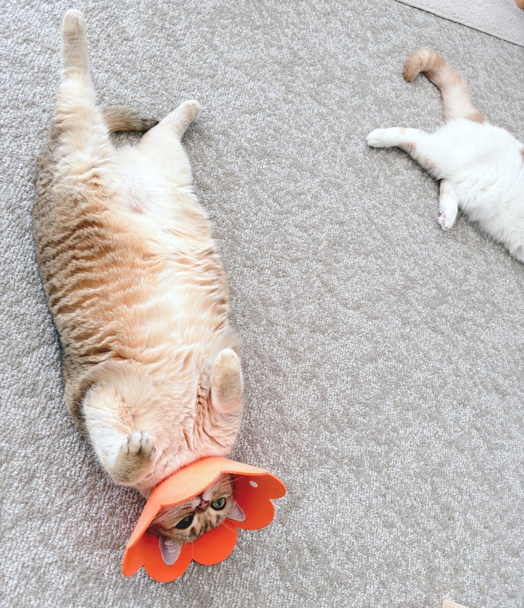 あやみ🐾 tweet media