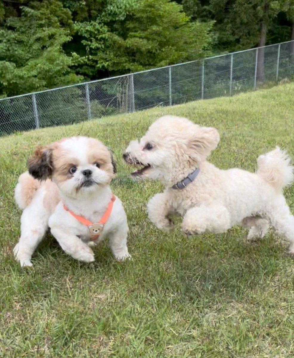 ぷういとパイン tweet media