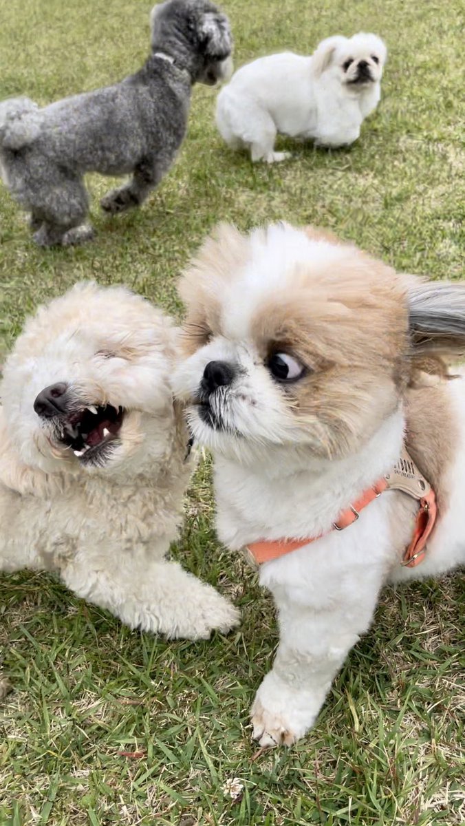 ぷういとパイン tweet media