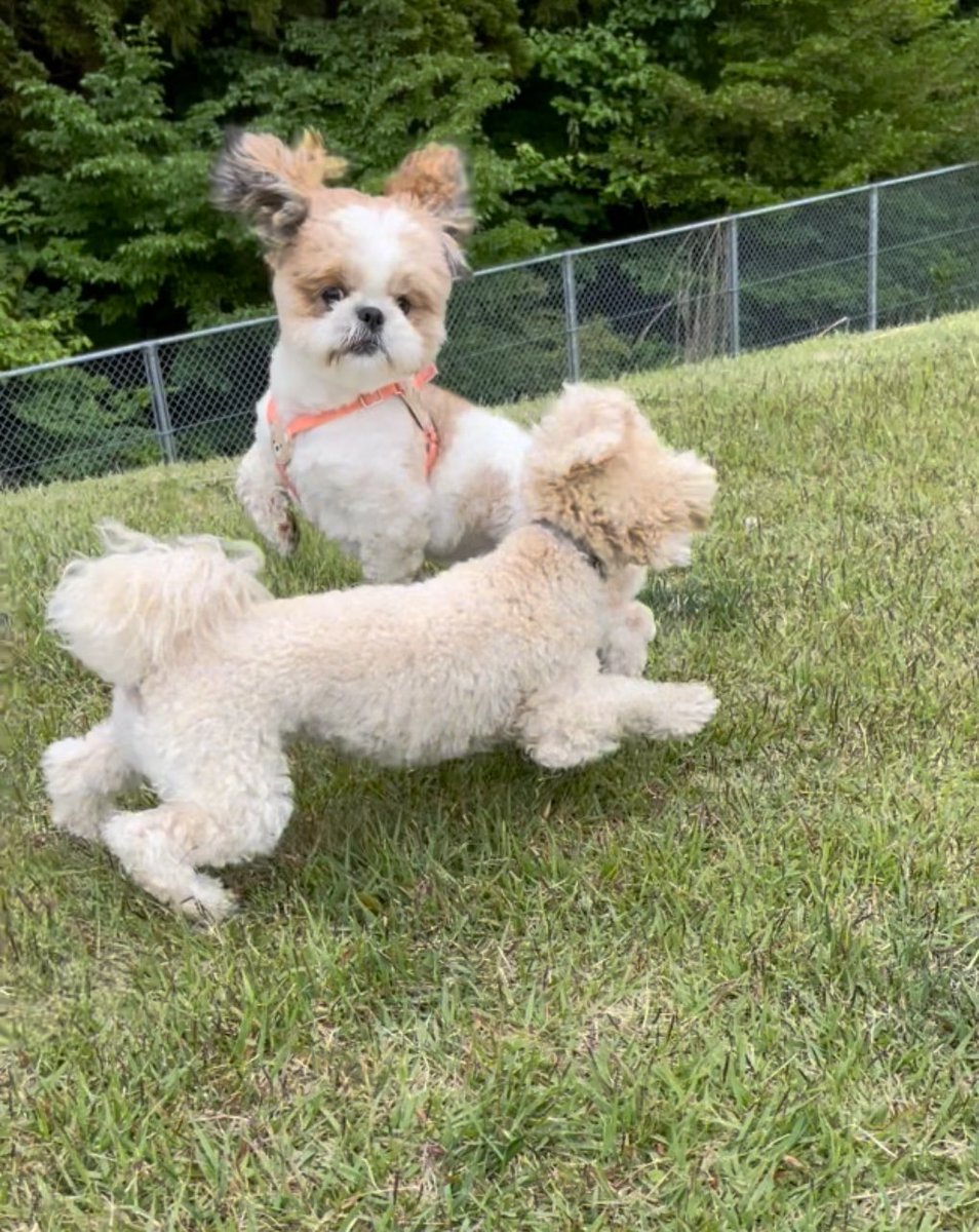 ぷういとパイン tweet media